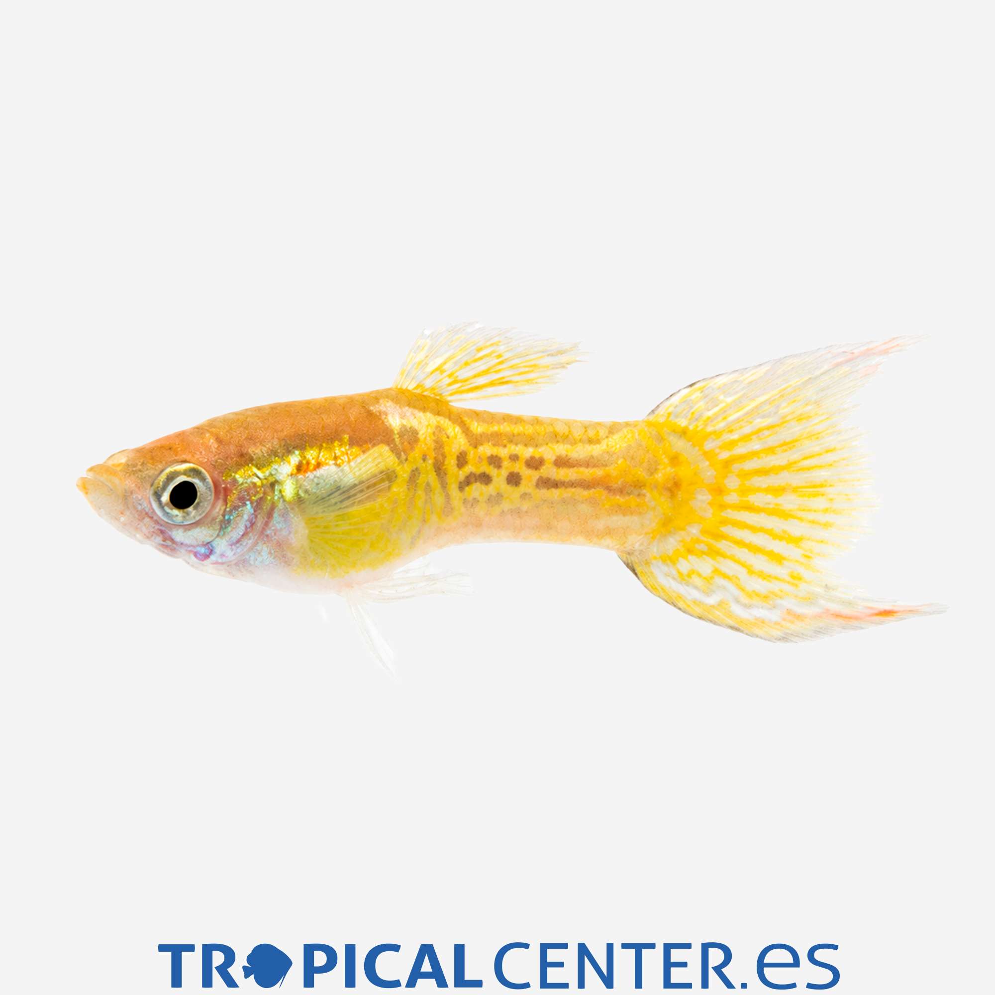 gu349-0-guppy-endler-cobra-amarillo-macho_general_5737.jpg gu349-0-guppy-endler-cobra-amarillo-macho_general_5737.jpg