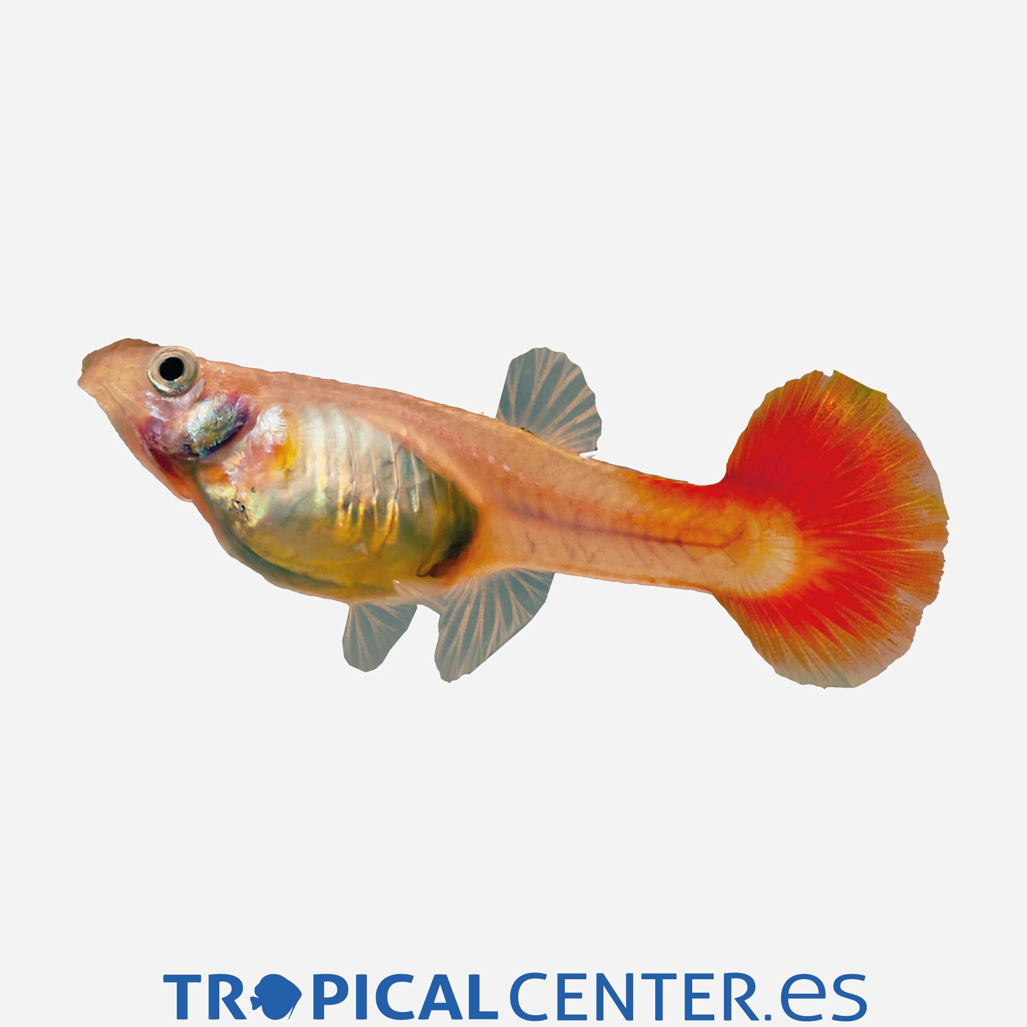 gu400-1-guppy-rojo-sangre-hembra_cambiar_4989.jpg gu400-1-guppy-rojo-sangre-hembra_cambiar_4989.jpg