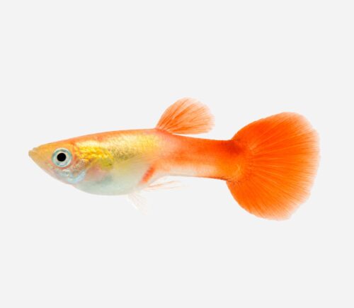 Guppy Oro cabeza roja (macho)