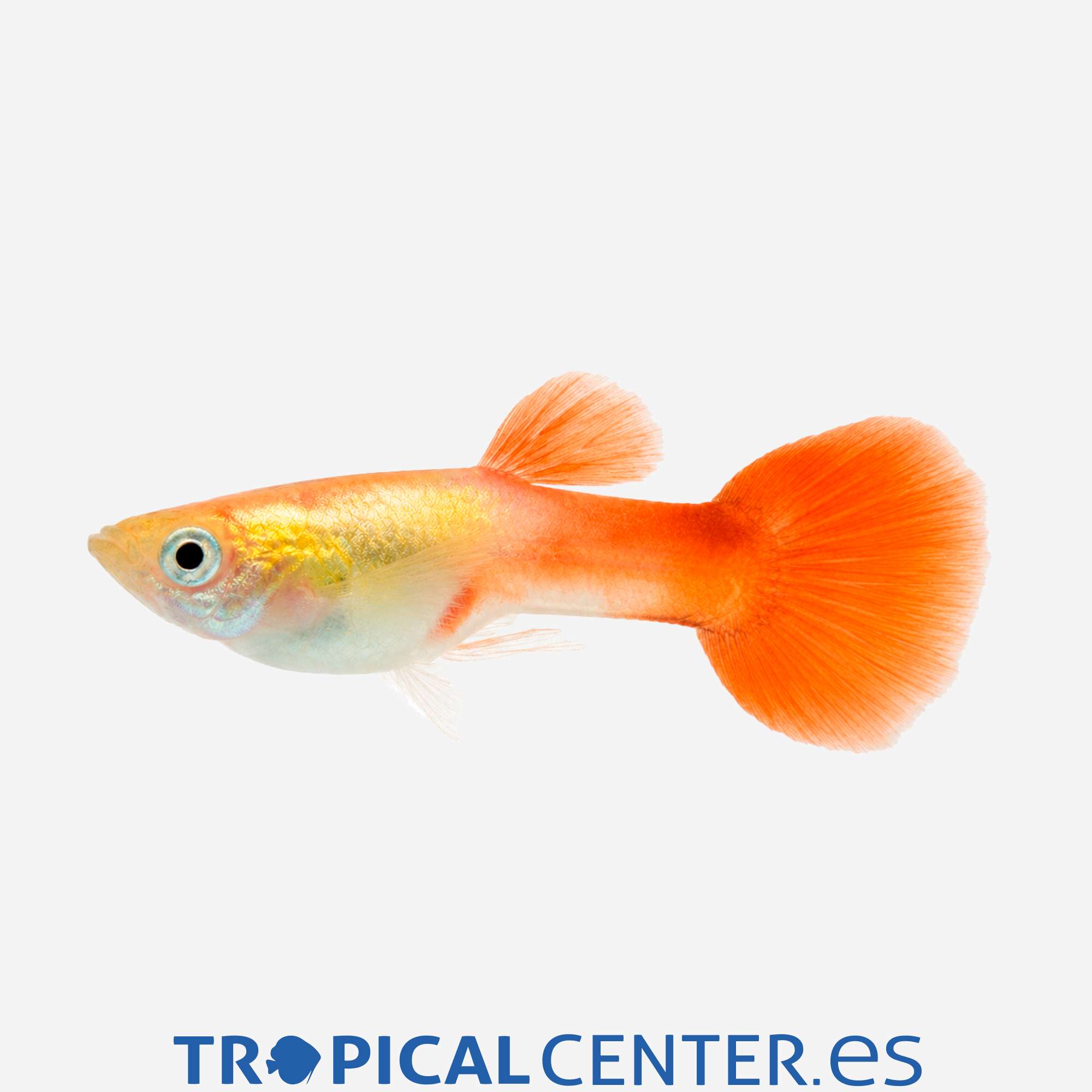 gu405-0-guppy-oro-cabeza-roja-macho_general_5740.jpg