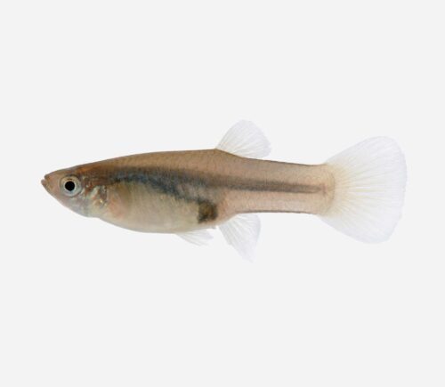 Guppy endler 💎HQF💎 (hembra)