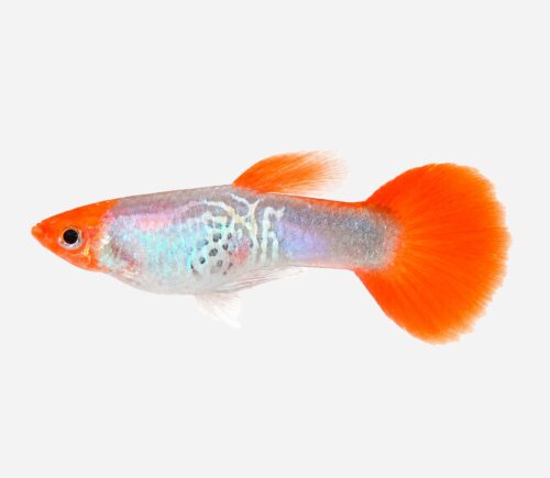 Guppy Boina roja 💎HQF💎 (macho)