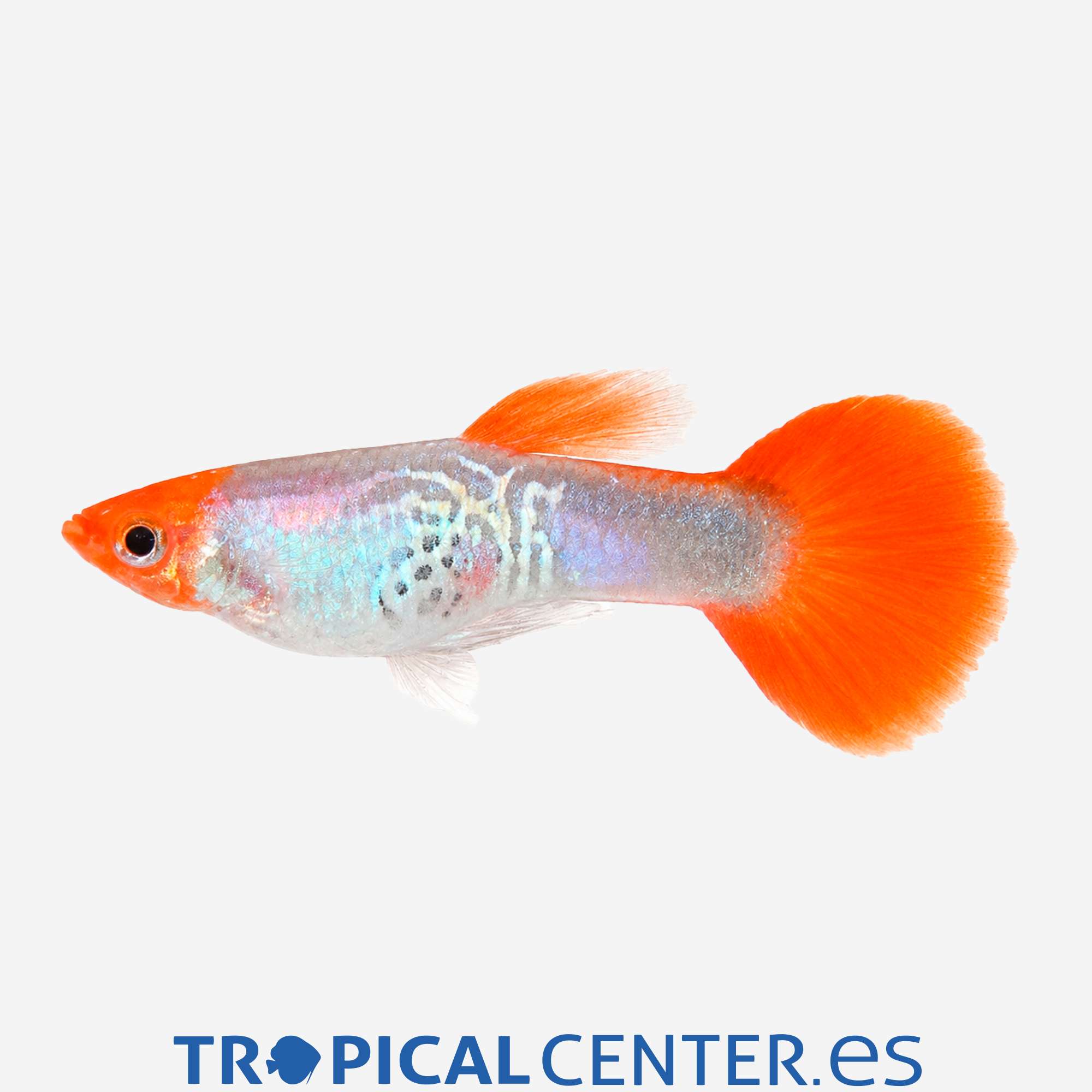 gu430-1-guppy-boina-roja-hqf-macho_general_5732.jpg gu430-1-guppy-boina-roja-hqf-macho_general_5732.jpg