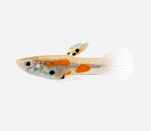 Guppy endler Calicó (macho)