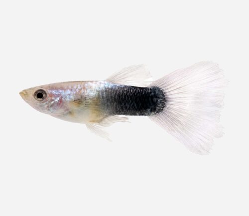 Guppy Bicolor blanco y negro (macho)