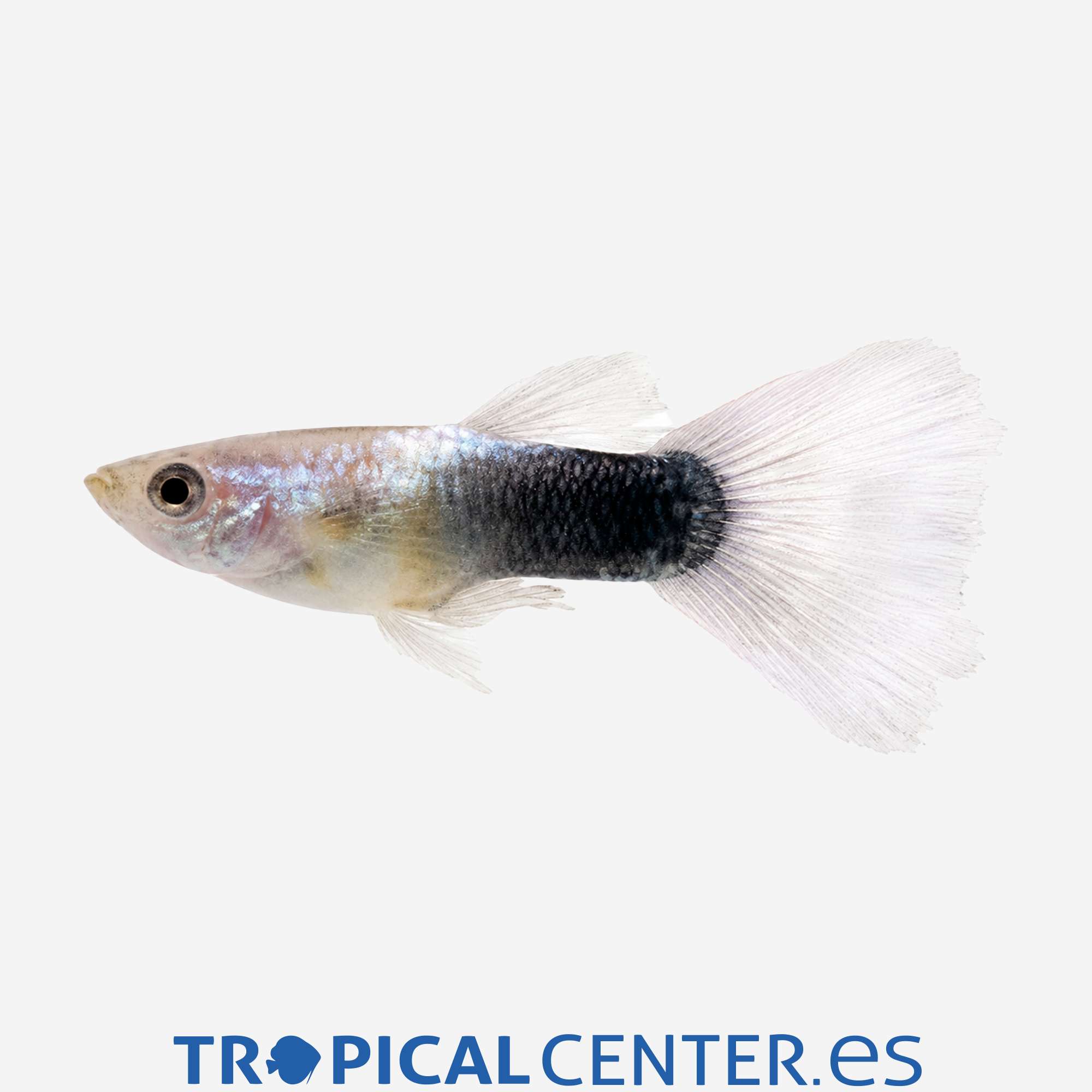 gu443-0-guppy-bicolor-blanco-y-negro-macho_general_5663.jpg gu443-0-guppy-bicolor-blanco-y-negro-macho_general_5663.jpg