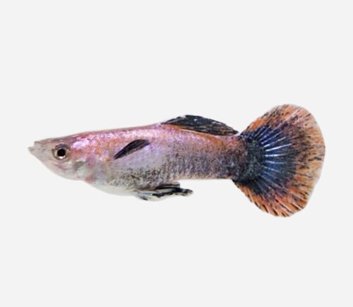 Guppy Pink Magenta  (macho)