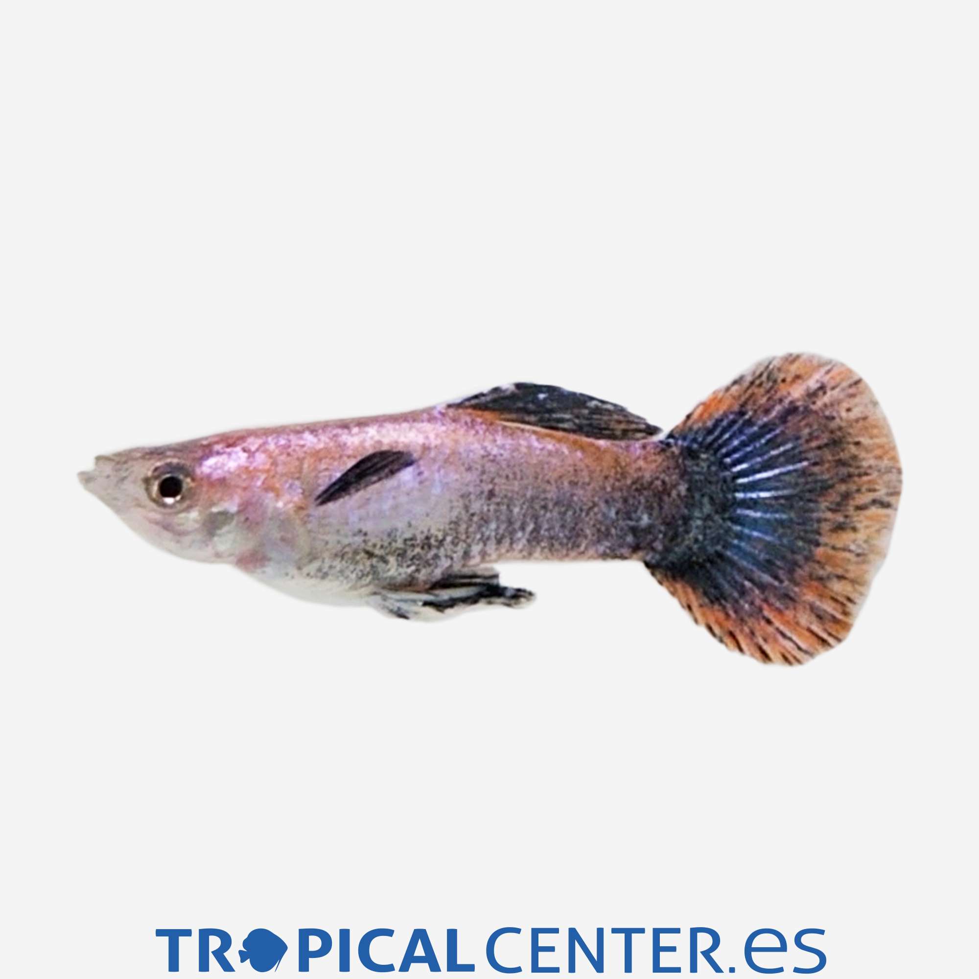 gu445-0-guppy-pink-magenta-macho_general_5622.jpg