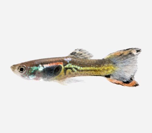 Guppy endler Cobra negro (macho)
