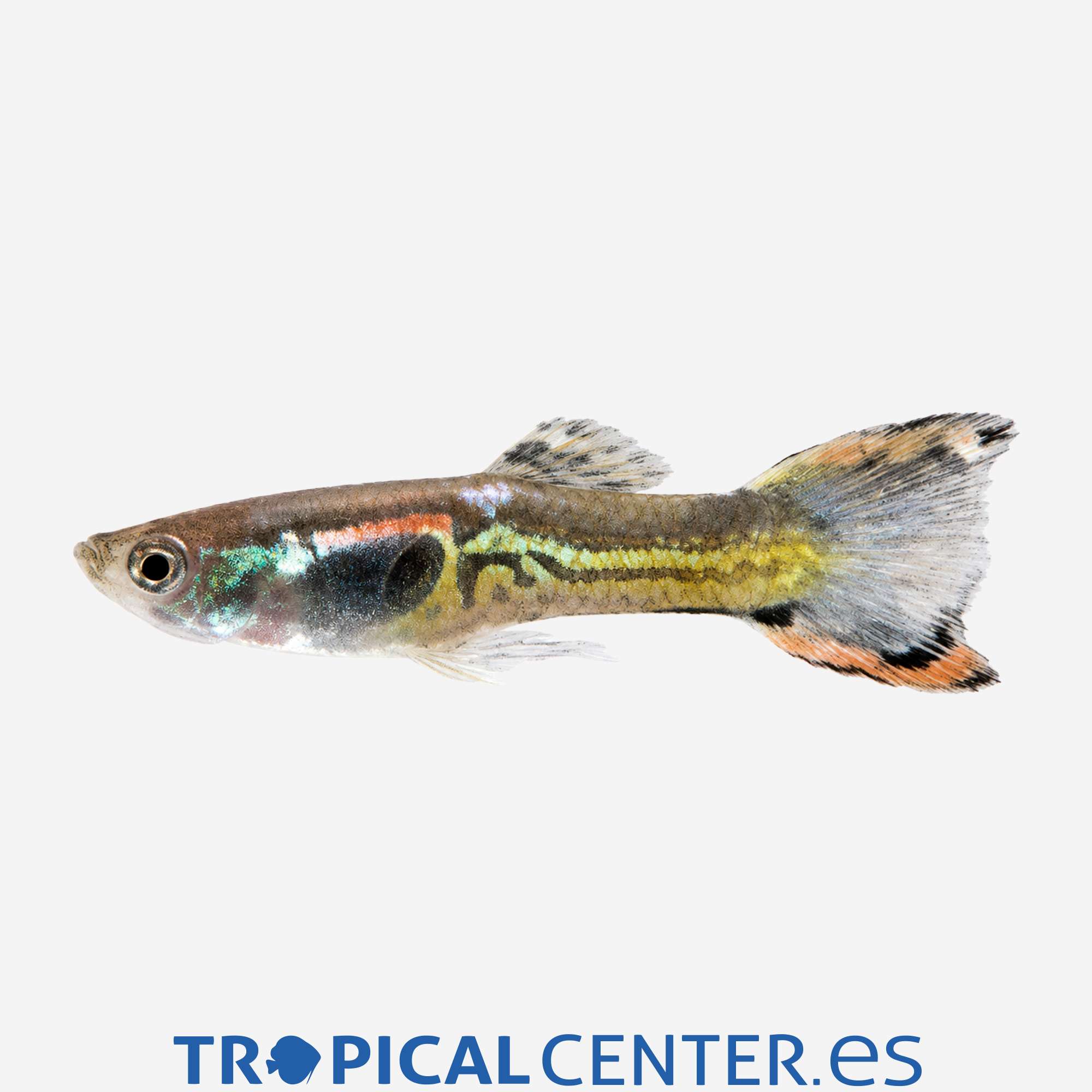 gu448-1-guppy-endler-cobra-negro-macho_general_5664.jpg gu448-1-guppy-endler-cobra-negro-macho_general_5664.jpg