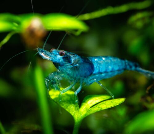 Gamba Azul turquesa