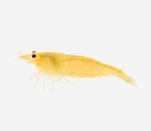 Gamba Amarilla