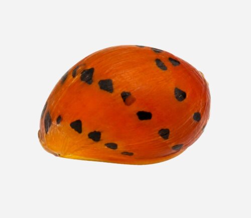 Caracol cebolla Rojo