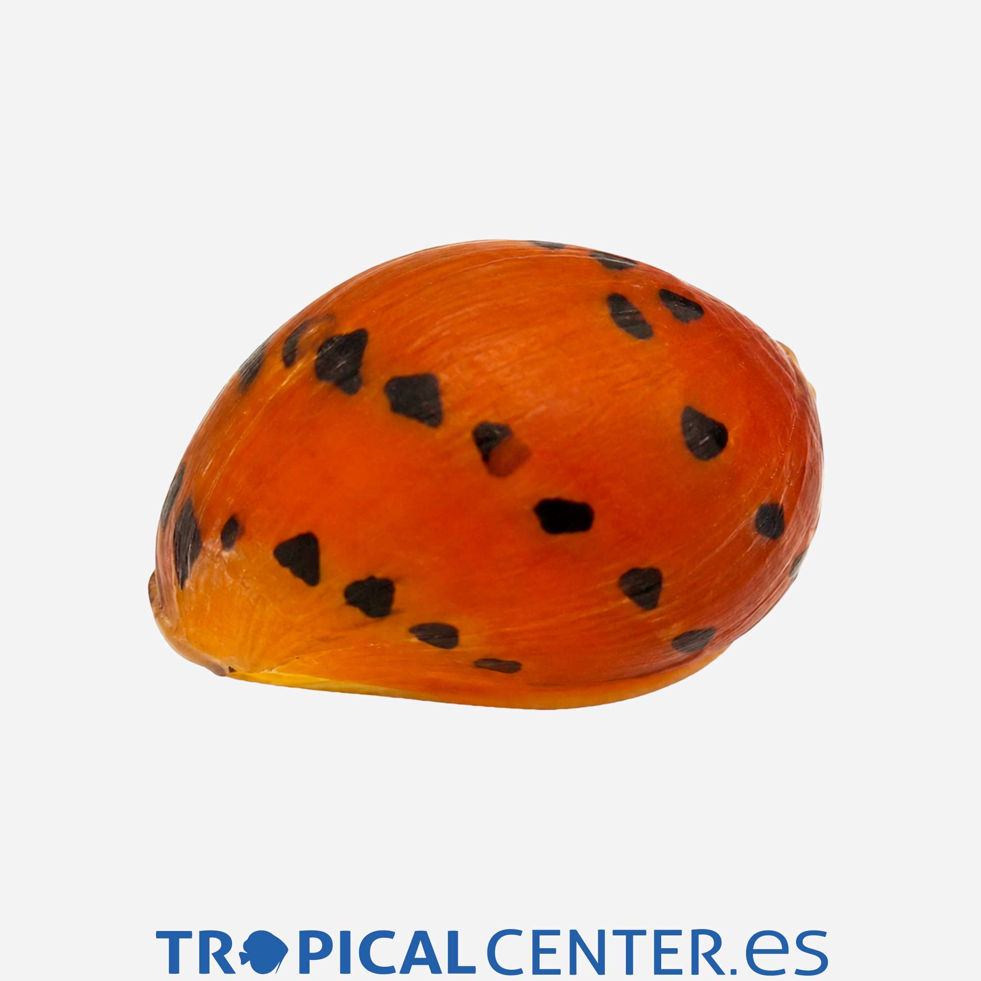 iv59-caracol-cebolla-rojo_general_5749.jpg iv59-caracol-cebolla-rojo_general_5749.jpg