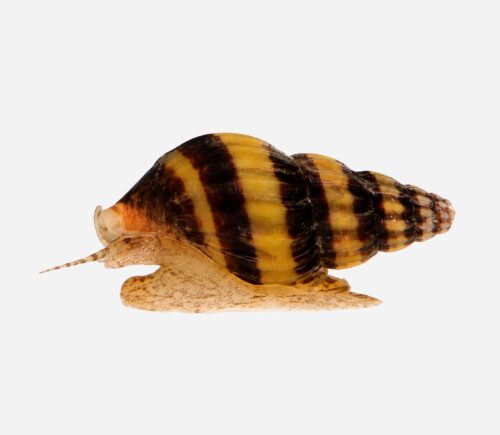 Caracol helena