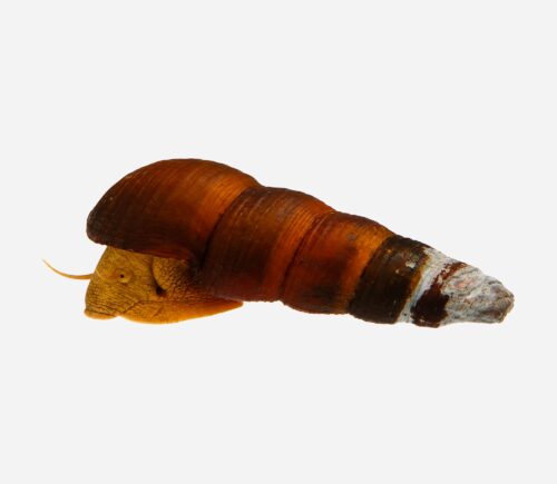 Caracol conejo Naranja