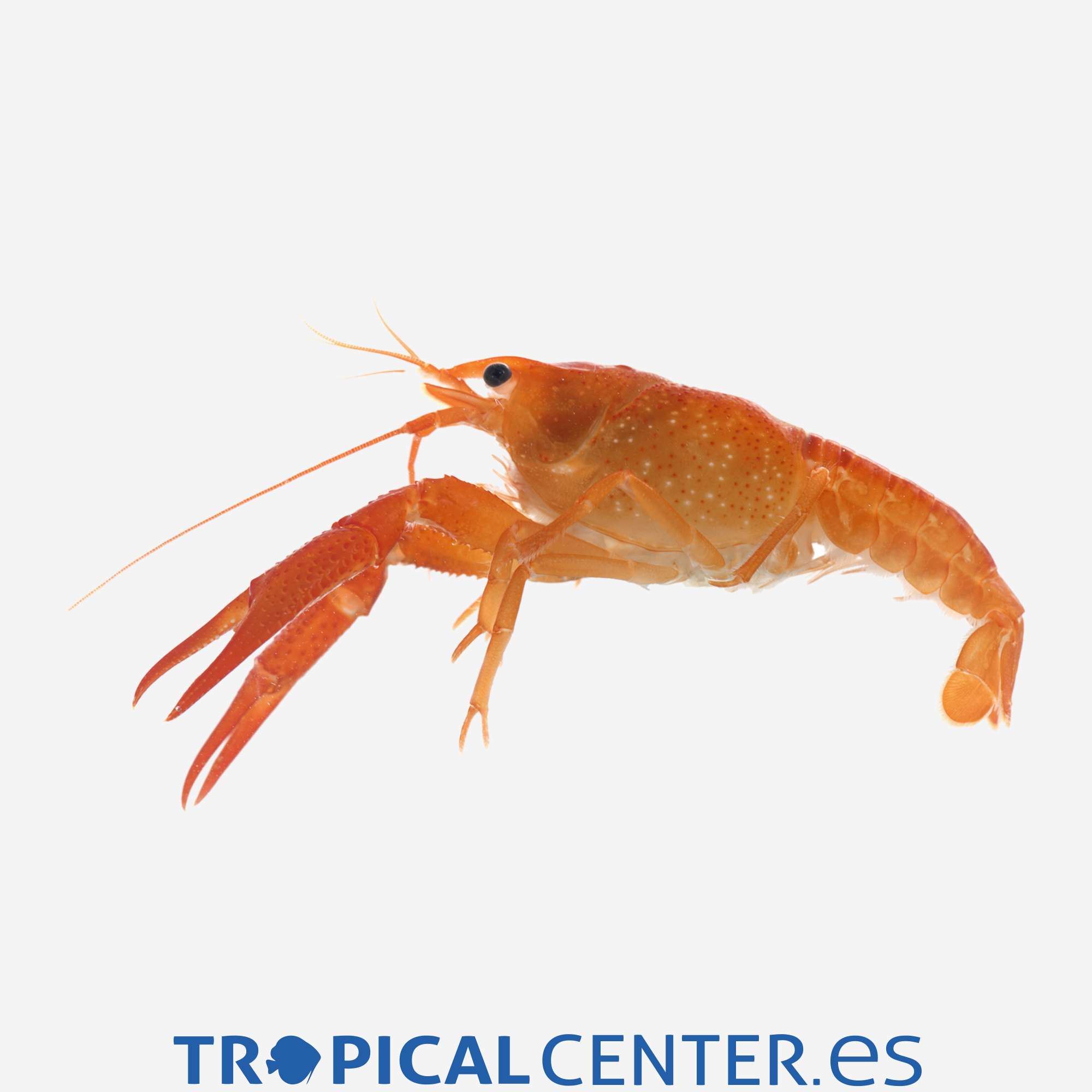 iv87-2-langosta-naranja-neon_general_3686.jpg iv87-2-langosta-naranja-neon_general_3686.jpg