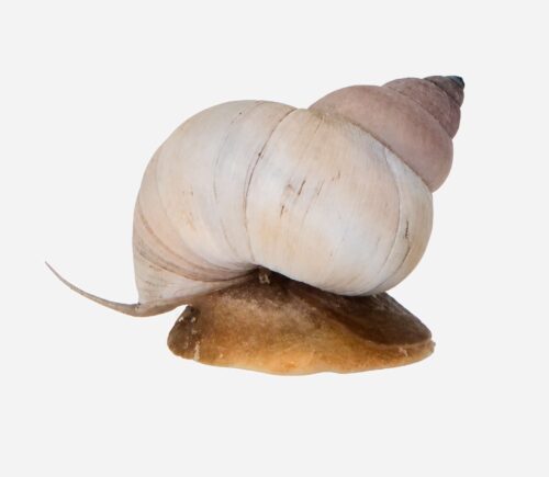 Caracol wizard white