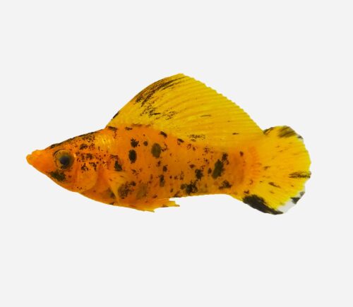 Molly velifera Leopardo 💎HQF💎