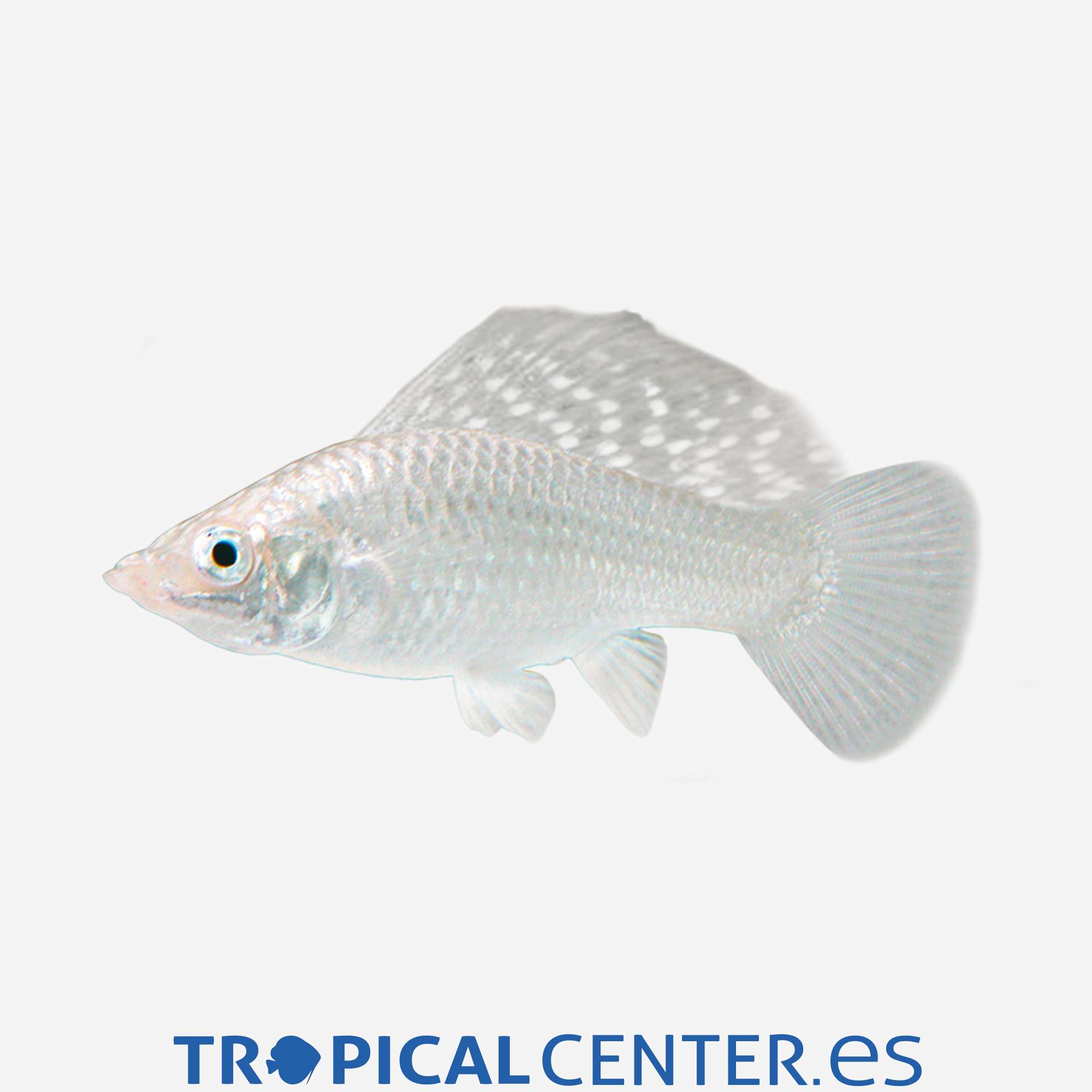 mo65-06-molly-velifera-parejas-plata_general_5628.jpg mo65-06-molly-velifera-parejas-plata_general_5628.jpg