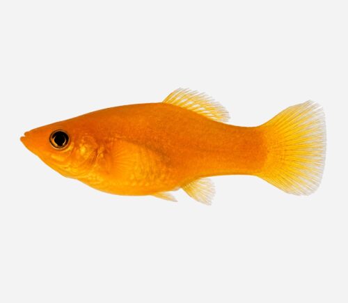 Molly Oro