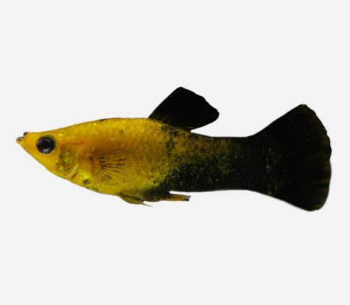 Molly Oro negro