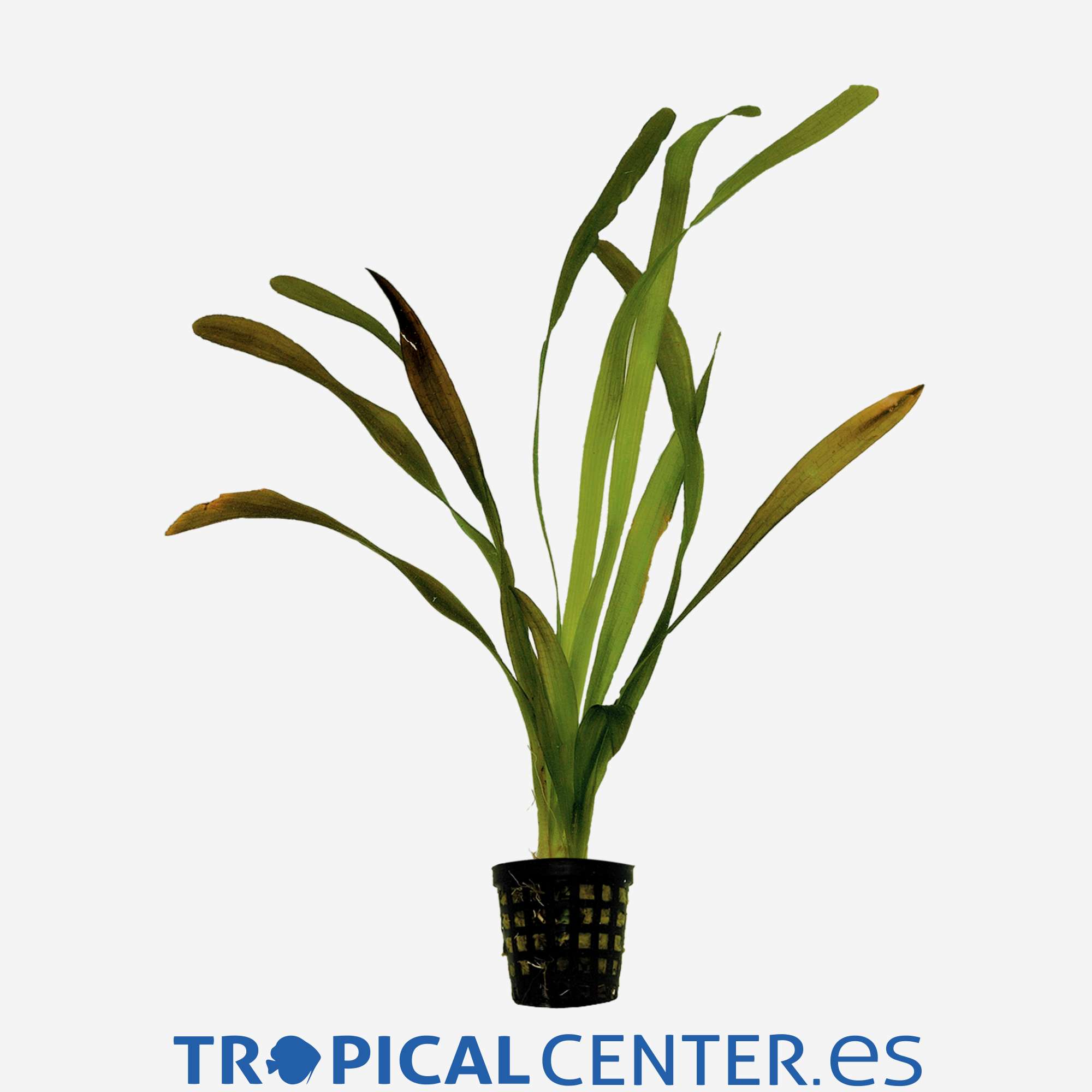 p216-vallisneria-americana-gigantea_general_4786.jpg p216-vallisneria-americana-gigantea_general_4786.jpg