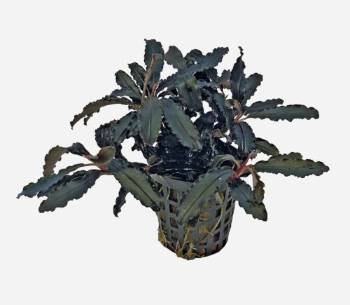 Bucephalandra sp. 'Kedagang'