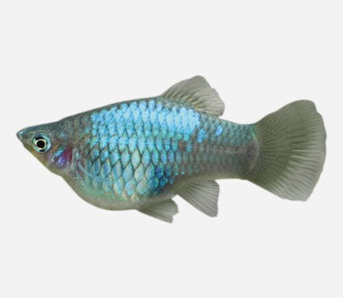 Platy Azul