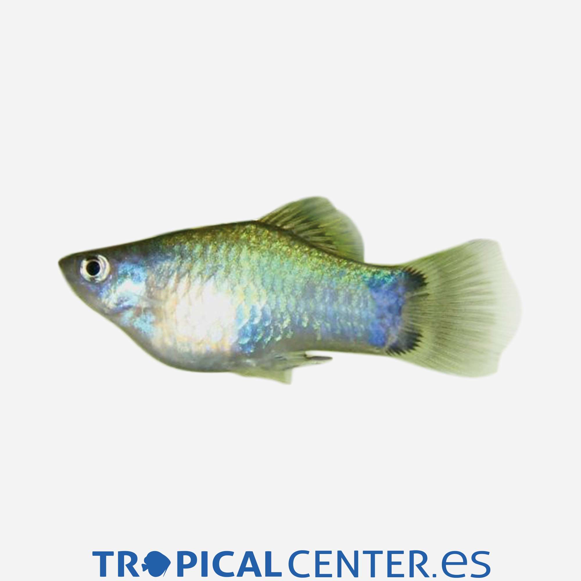 pl06-0-platy-azul-mickey-hqf_general_4335.jpg pl06-0-platy-azul-mickey-hqf_general_4335.jpg