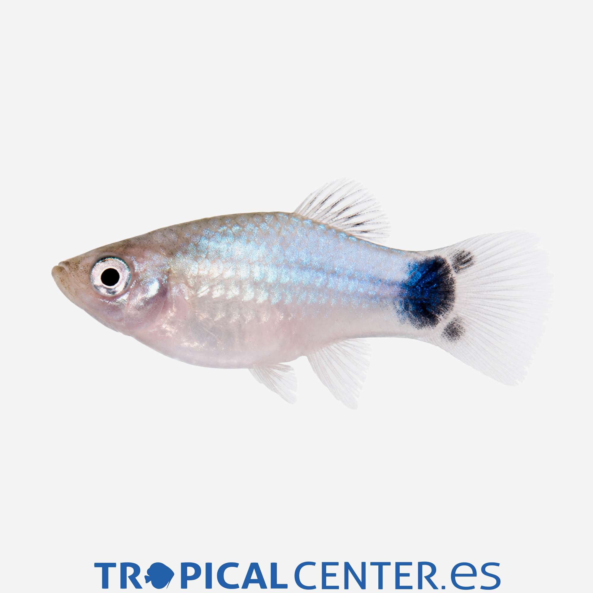 pl06-0-platy-azul-mickey-hqf_general_5787.jpg pl06-0-platy-azul-mickey-hqf_general_5787.jpg