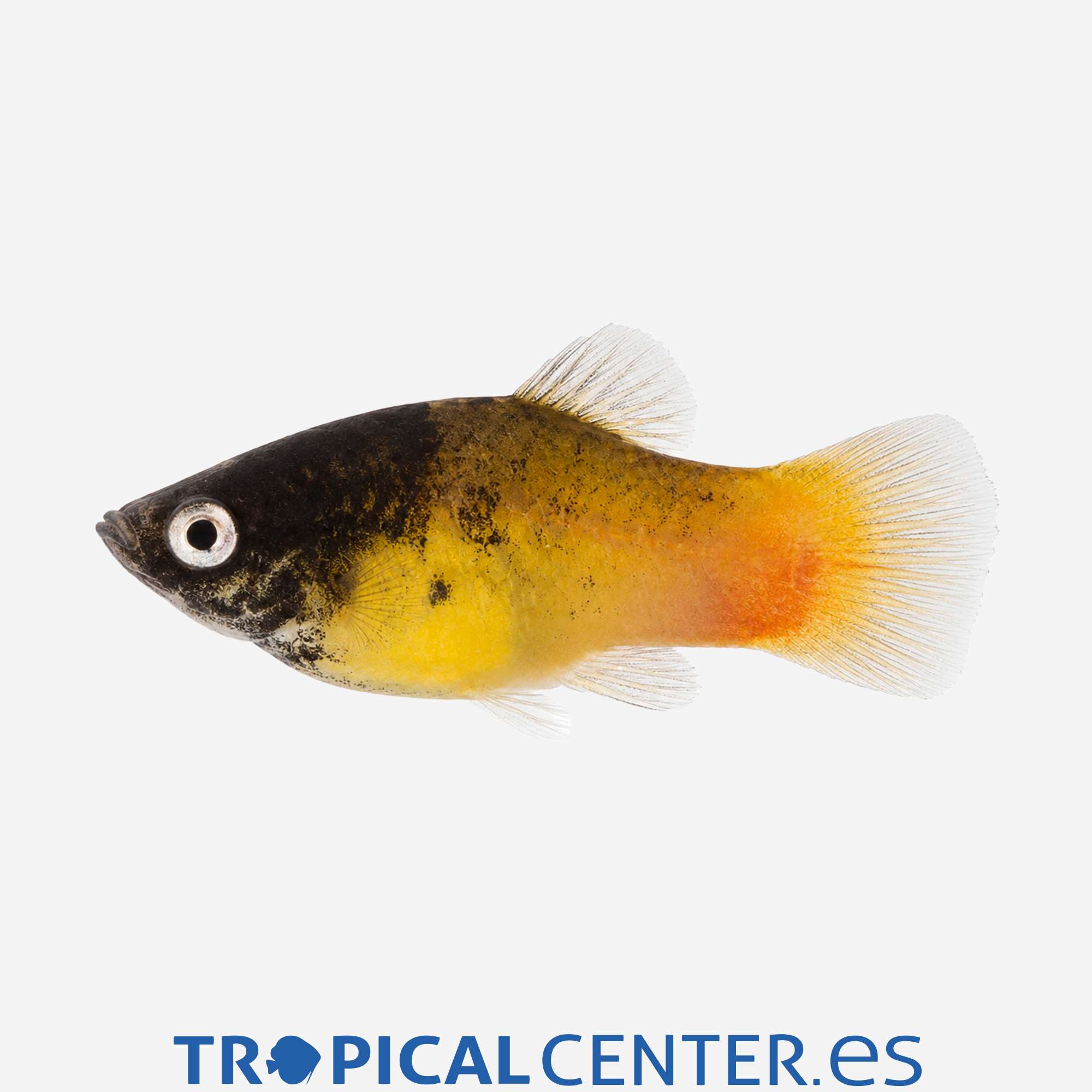 pl100-1-platy-bumblebee_general_5704.jpg pl100-1-platy-bumblebee_general_5704.jpg