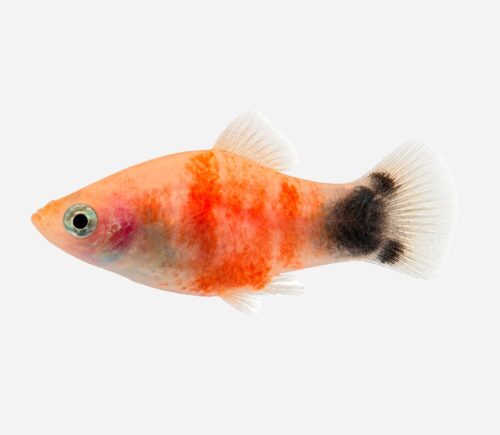 Platy Tigre rojo Mickey