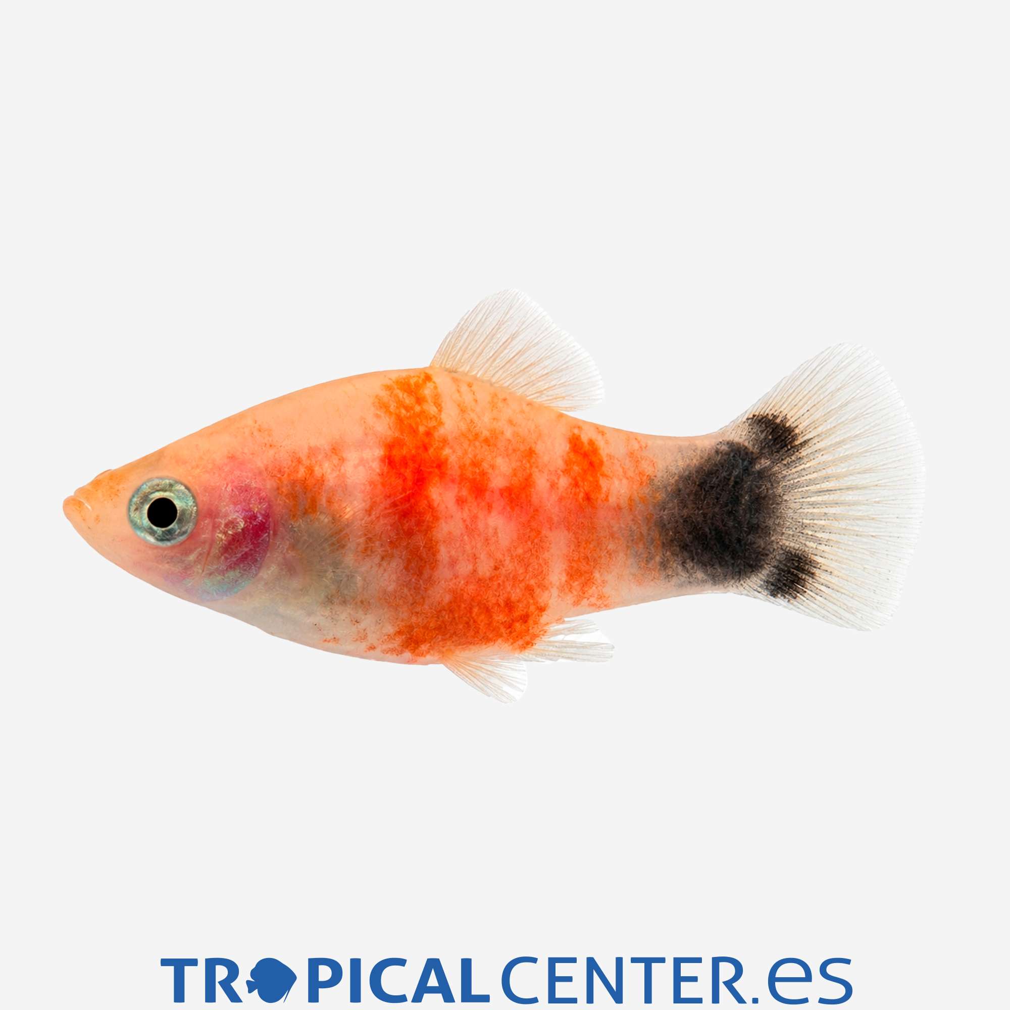pl132-1-platy-tigre-rojo-mickey_general_5666.jpg pl132-1-platy-tigre-rojo-mickey_general_5666.jpg