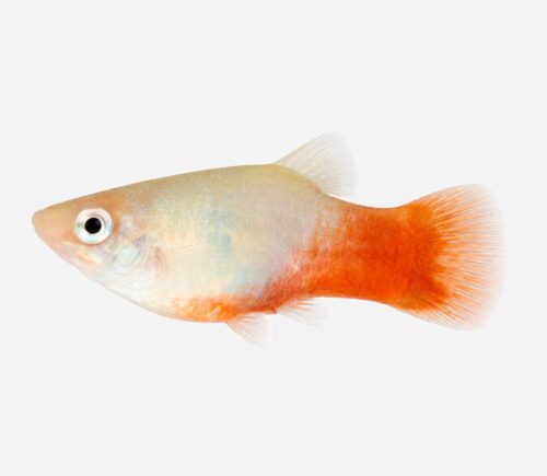 Platy Coral azul
