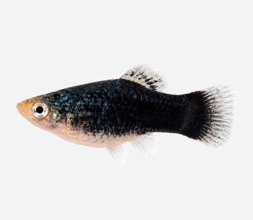 Platy Negro