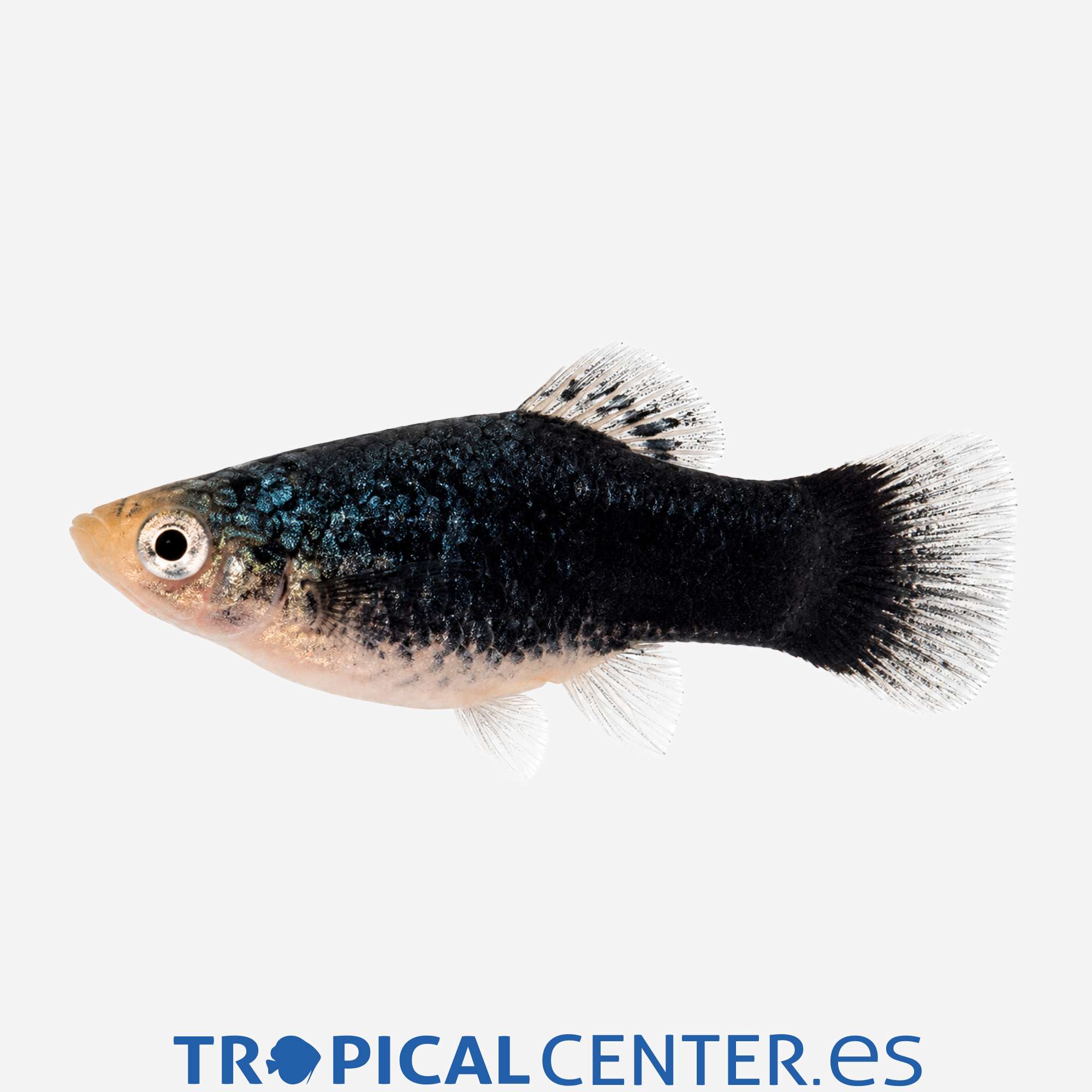 pl31-1-platy-negro_general_5776.jpg pl31-1-platy-negro_general_5776.jpg
