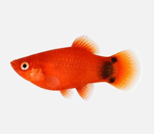 Platy Rojo Mickey