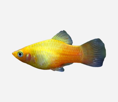 Platy Sunset