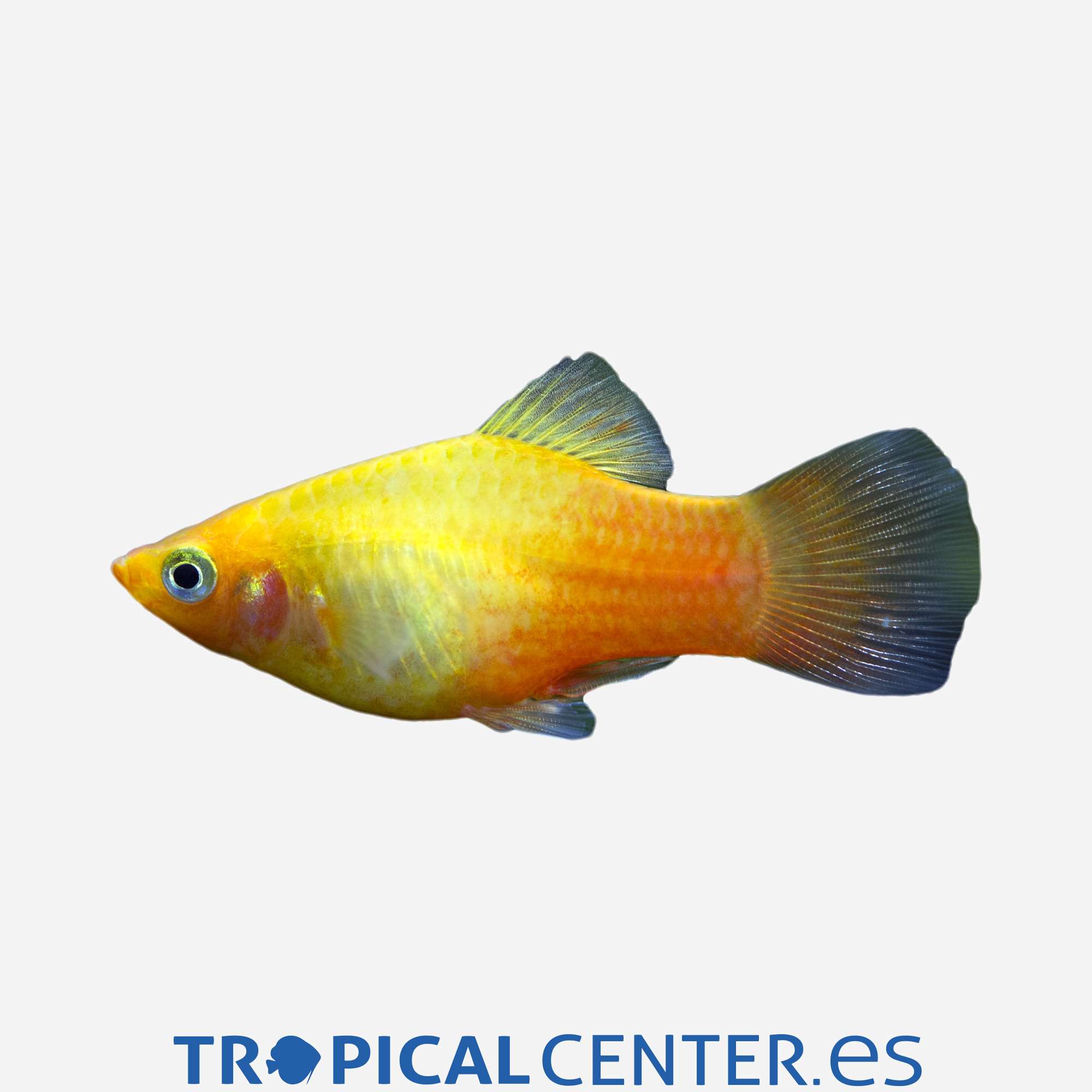 pl59-3-platy-sunset_general_5049.jpg pl59-3-platy-sunset_general_5049.jpg