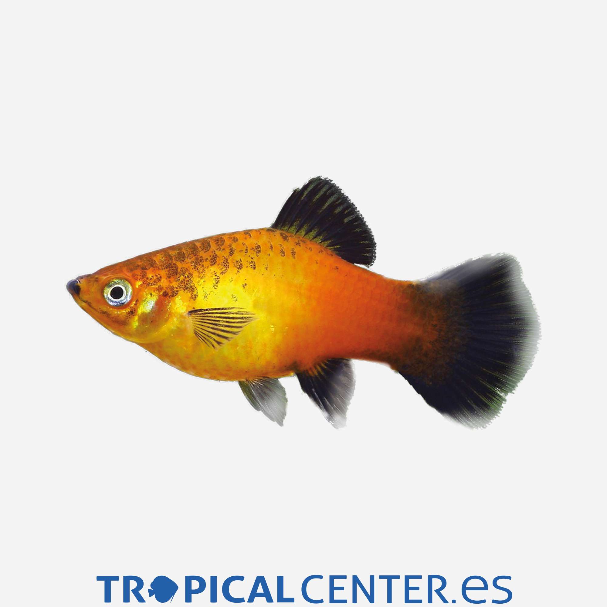 pl66-3-platy-amanecer-wagtail_general_5134.jpg pl66-3-platy-amanecer-wagtail_general_5134.jpg