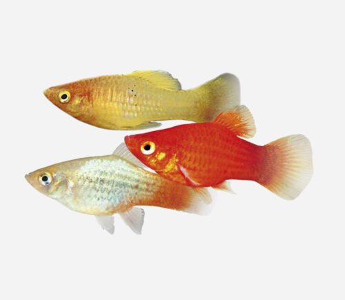 Platy Surtido
