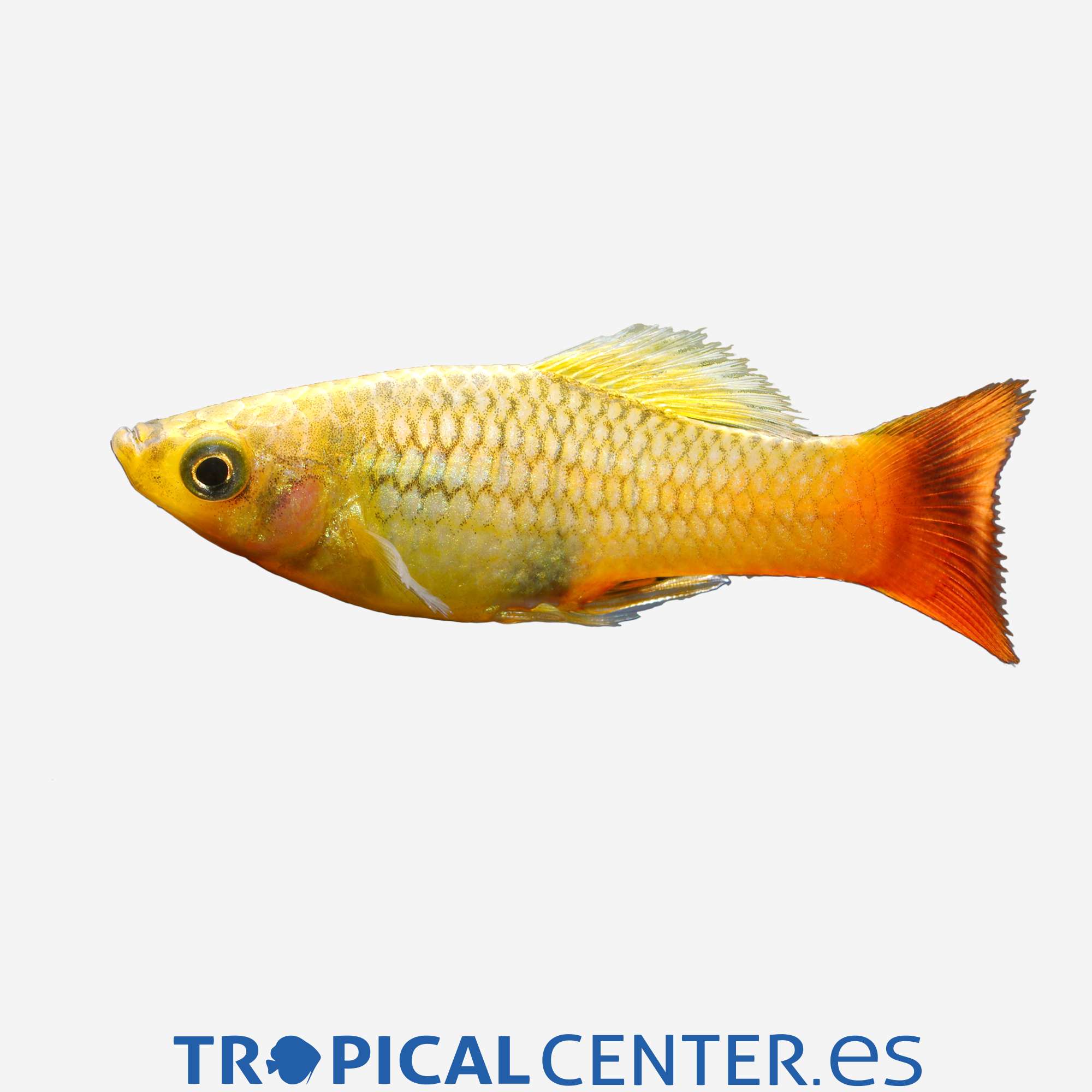 pl72-2-platy-variatus-multicolor_general_3921.jpg pl72-2-platy-variatus-multicolor_general_3921.jpg