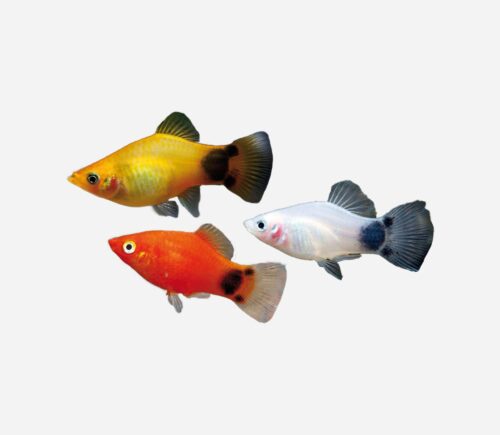 Platy Mickey