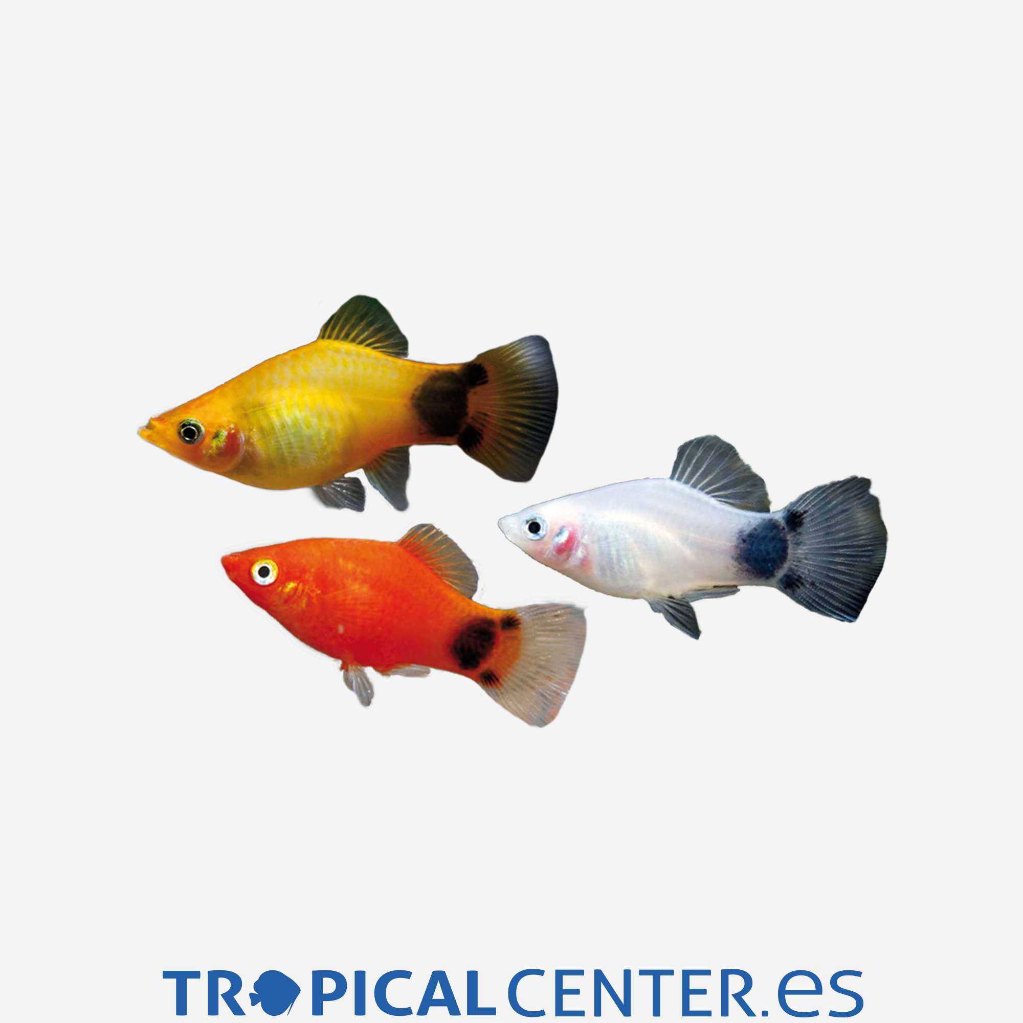 pl84-3-platy-mickey_general_4389.jpg pl84-3-platy-mickey_general_4389.jpg