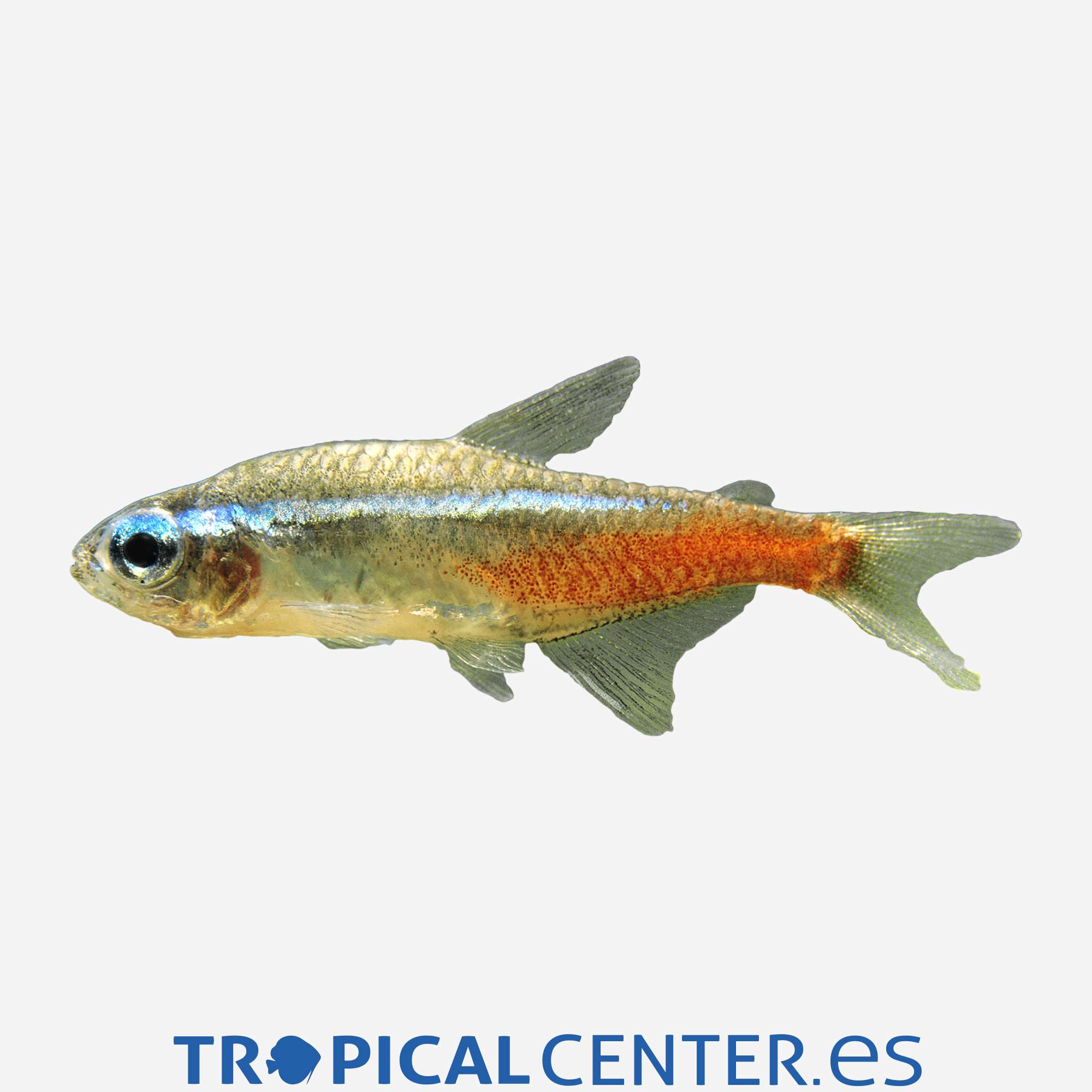 te15-2-neon-cabeza-de-diamante_general_3941.jpg te15-2-neon-cabeza-de-diamante_general_3941.jpg