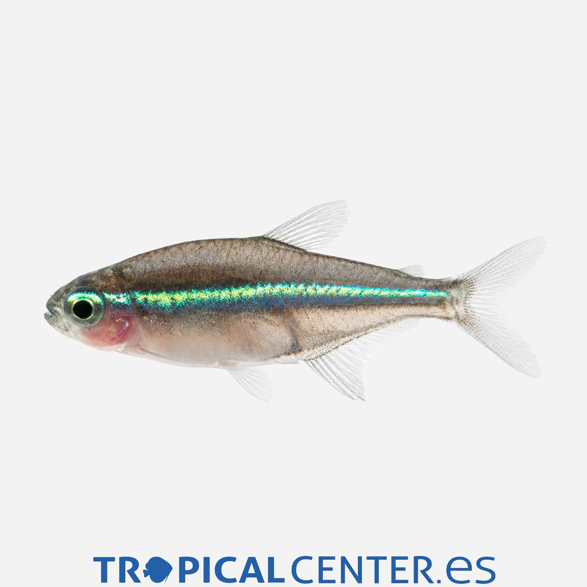 te22-5-neon-verde_general_5668.jpg te22-5-neon-verde_general_5668.jpg