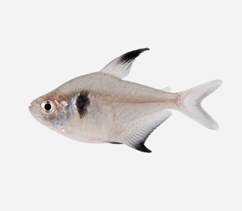 Tetra fantasma negro