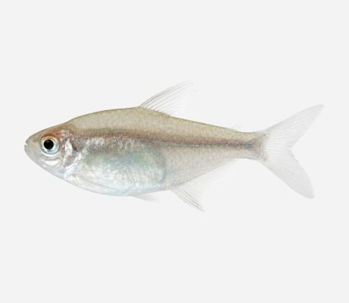 Tetra limón