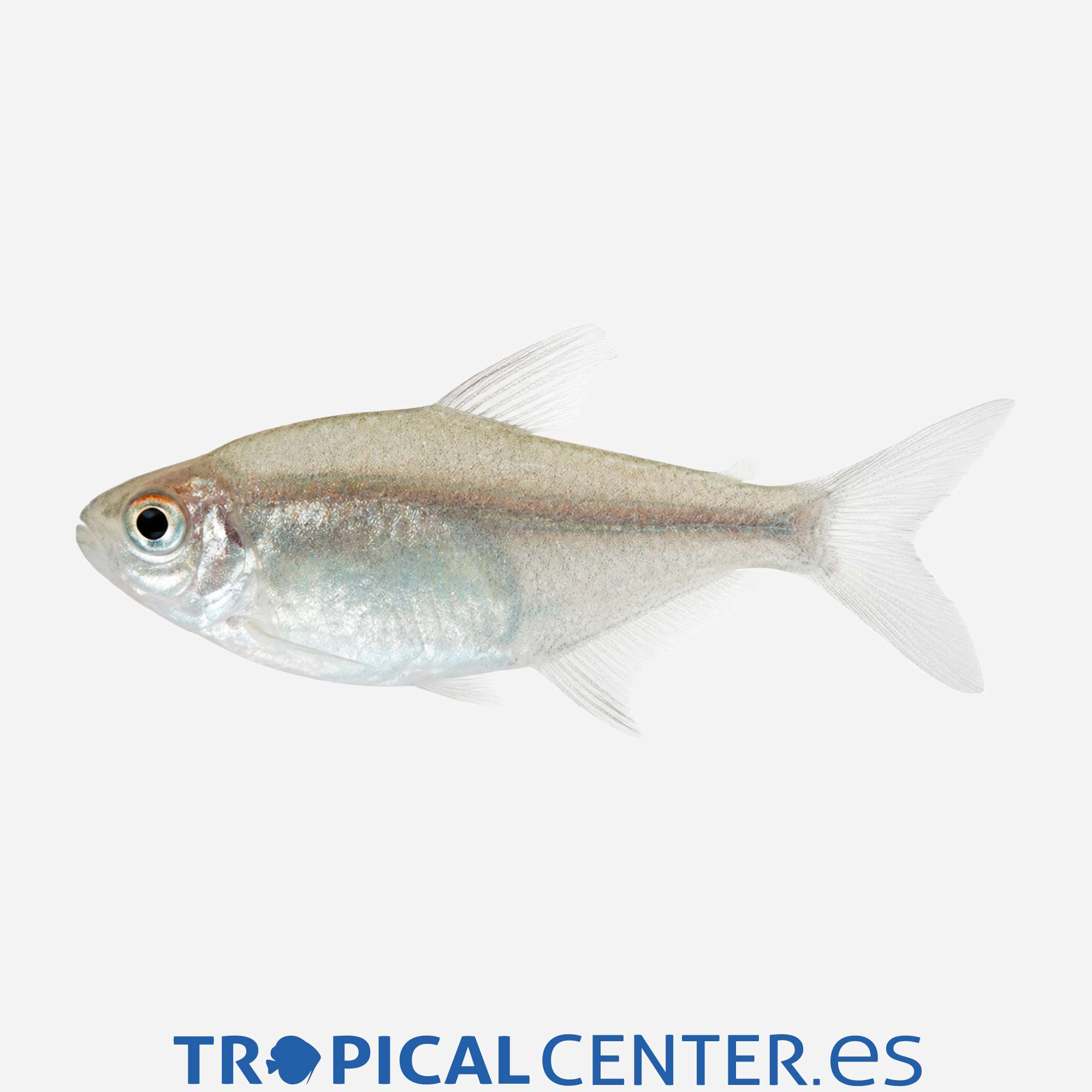 te64-2-tetra-limon_general_5730.jpg te64-2-tetra-limon_general_5730.jpg